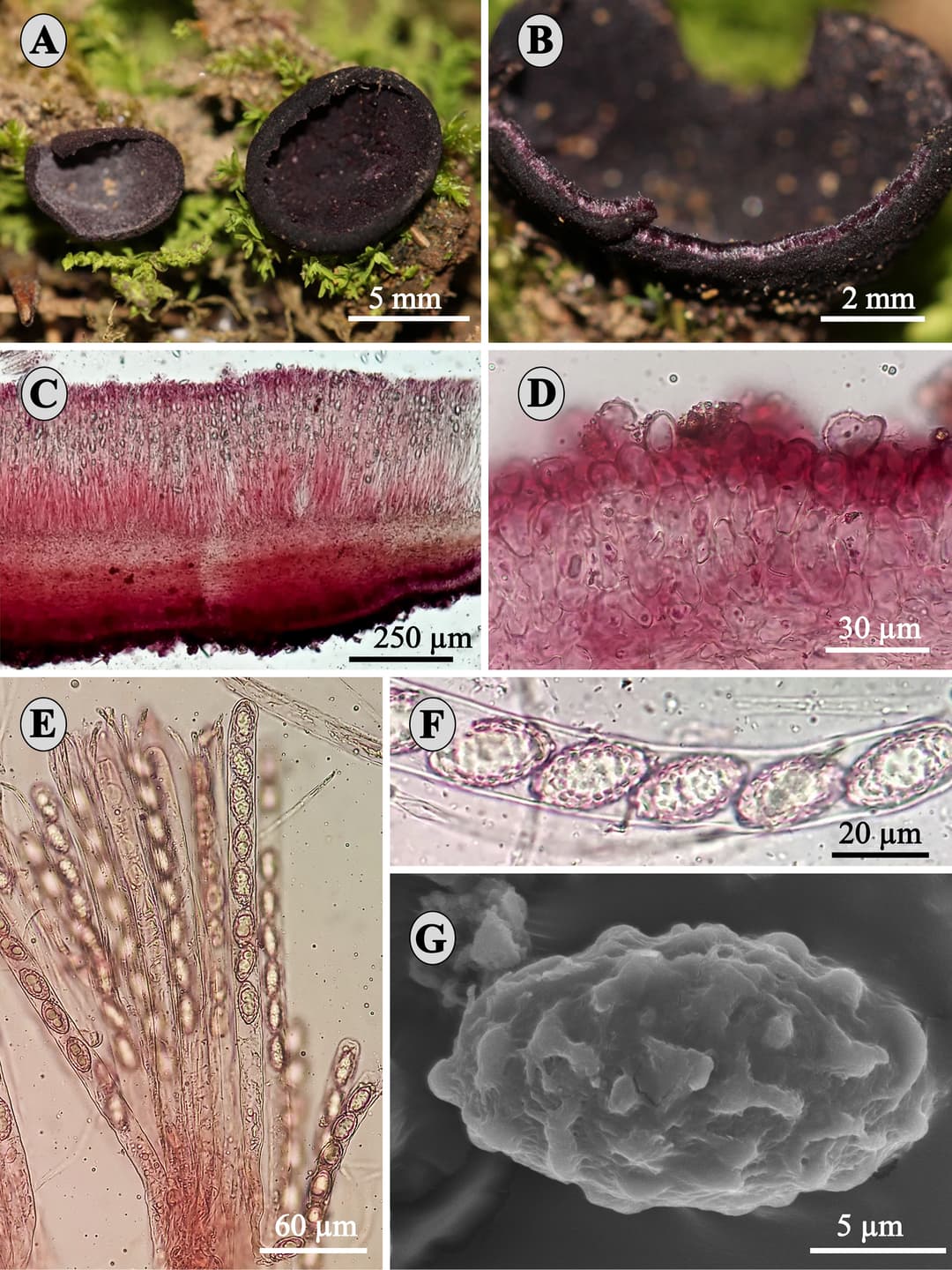 Smardaea perezsilvae