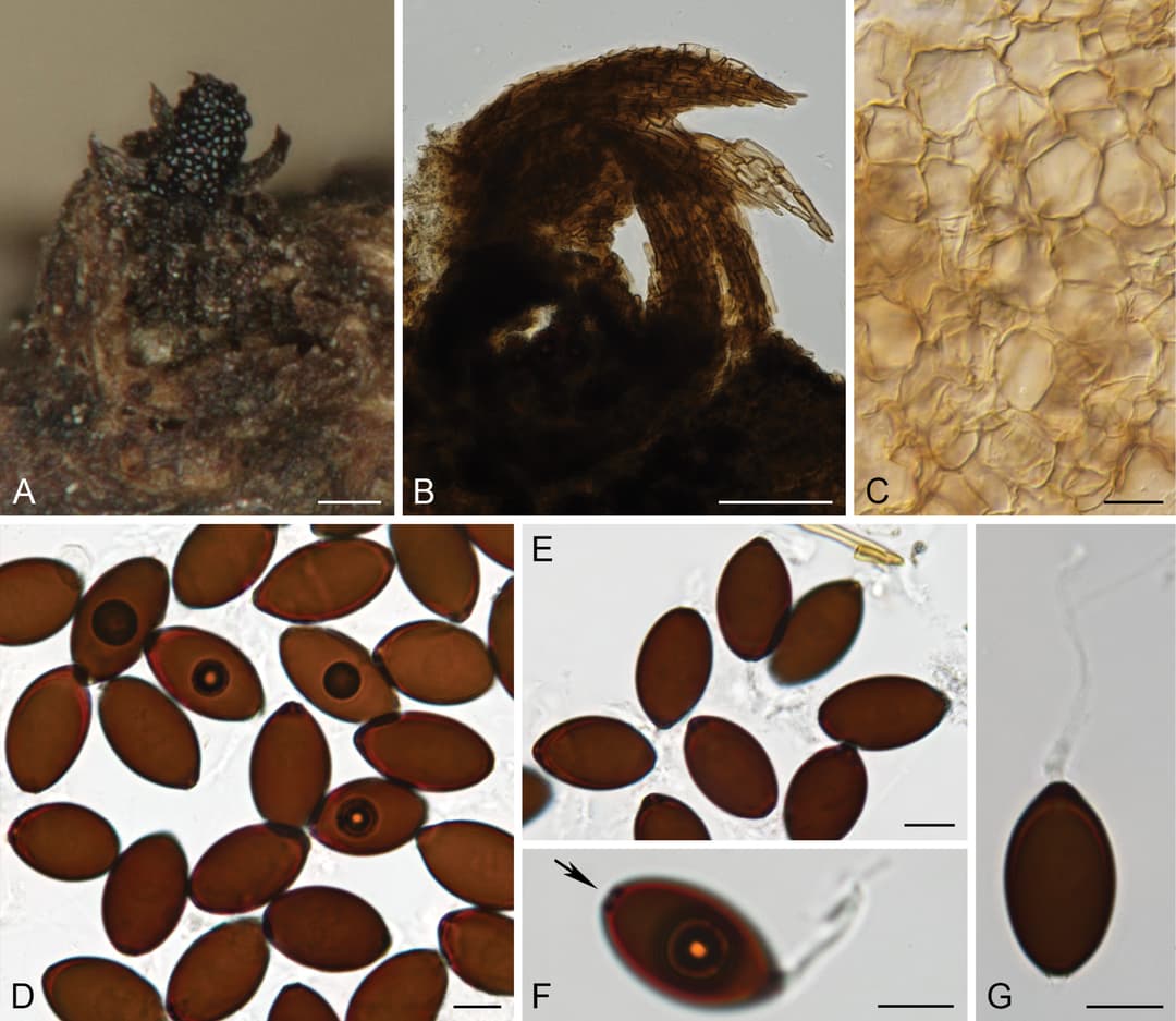 Schizothecium keniense