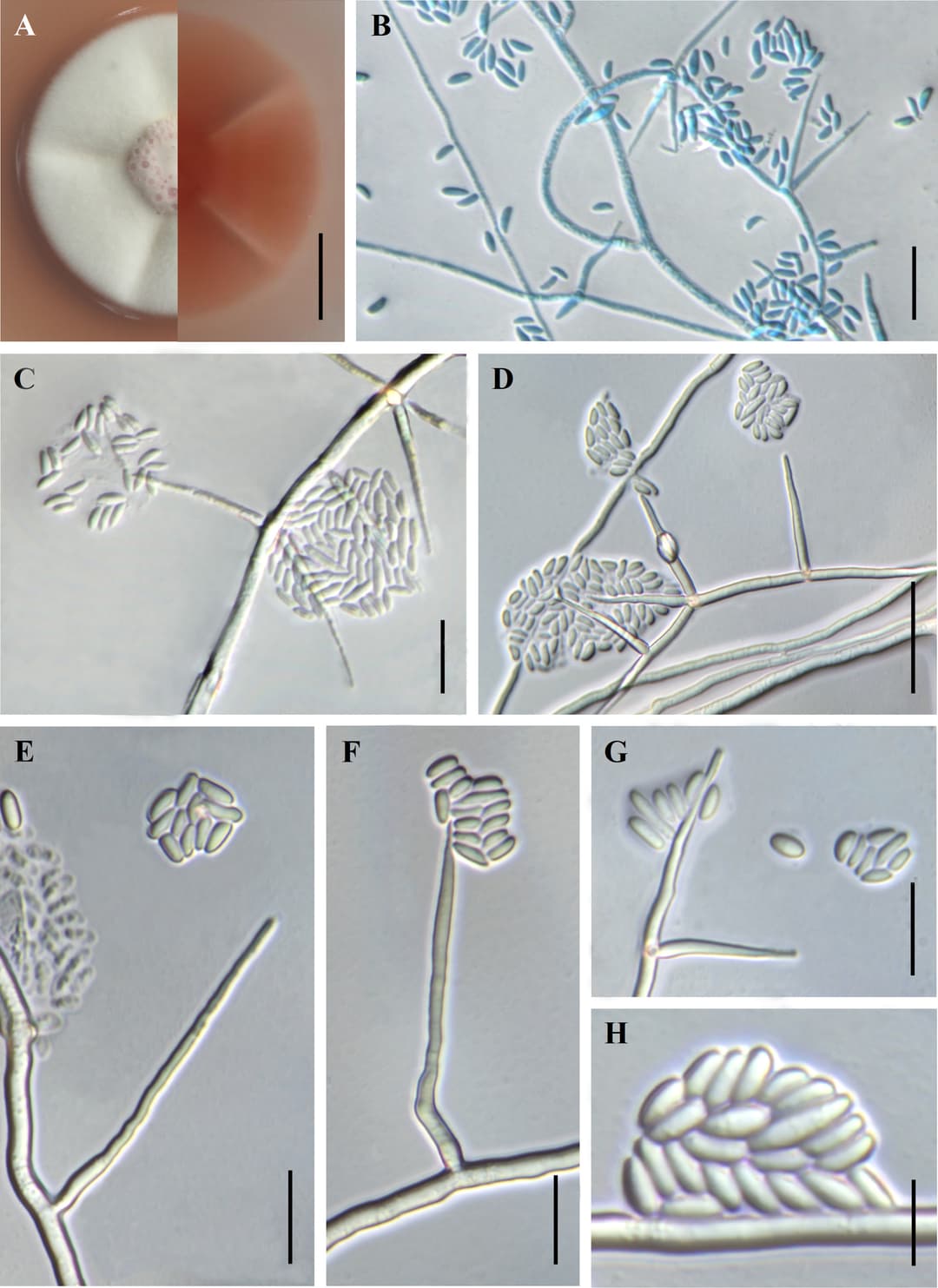 Ascopolyporus sinensis