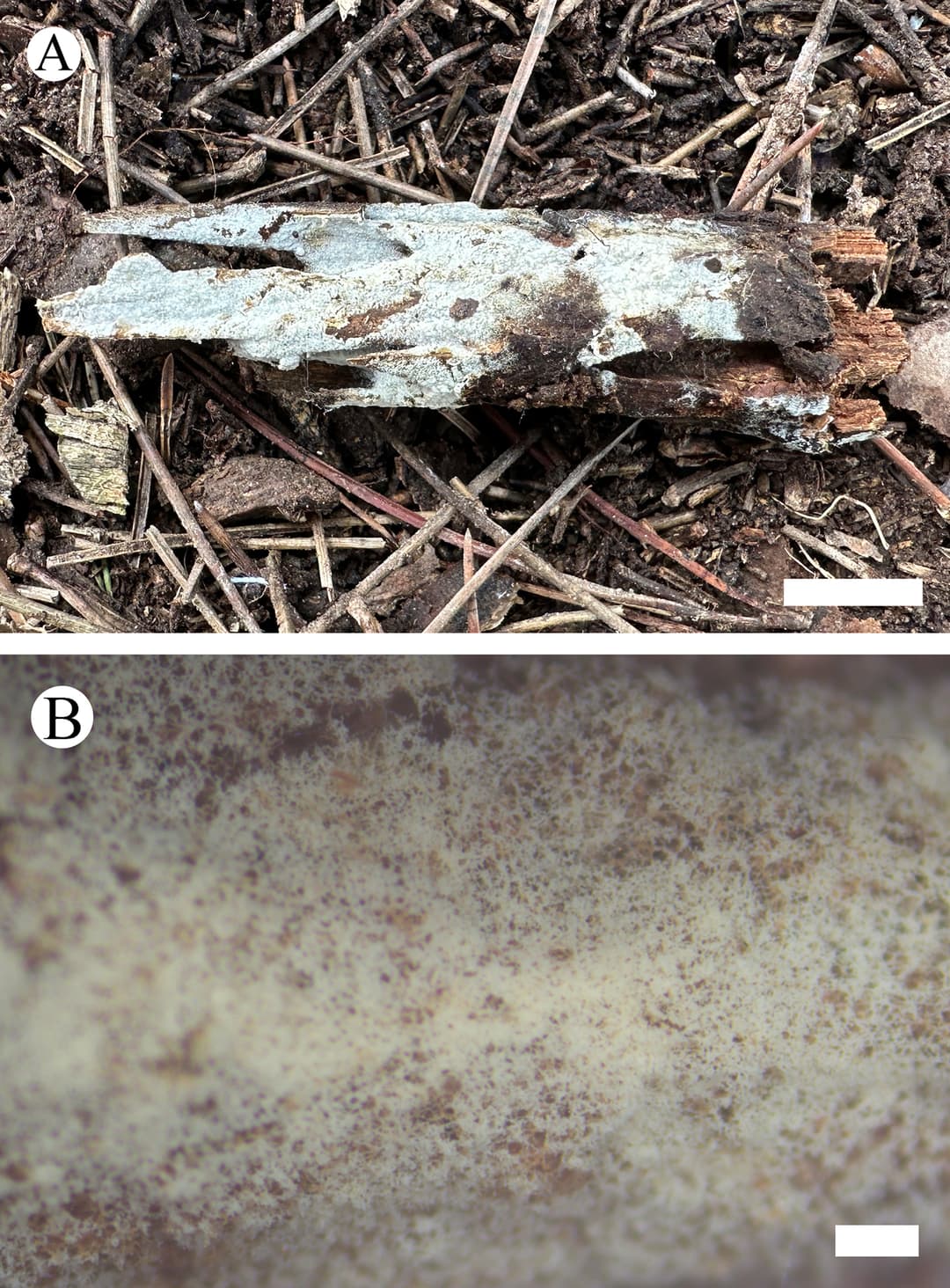 Botryobasidium massonianae