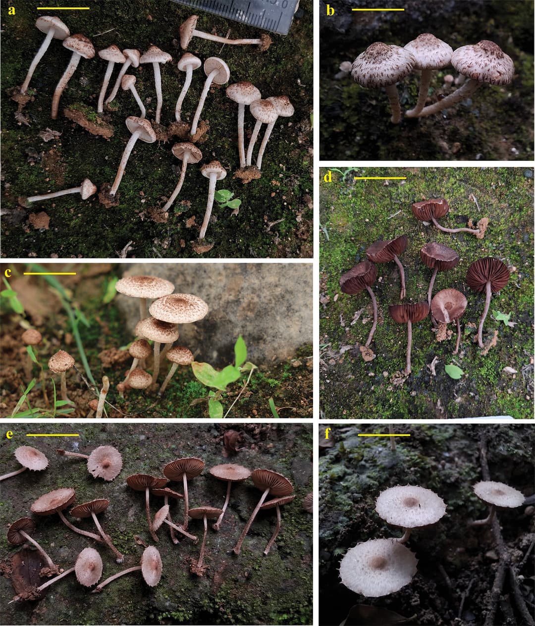 Micropsalliota latiumbonata