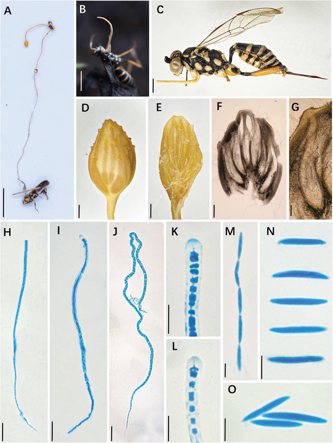Ophiocordyceps gotrae