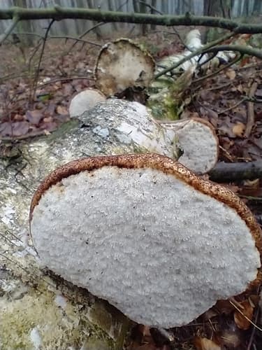 Białoporek brzozowy