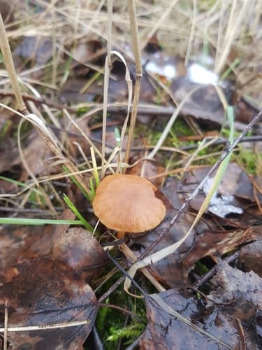 Agaricineae