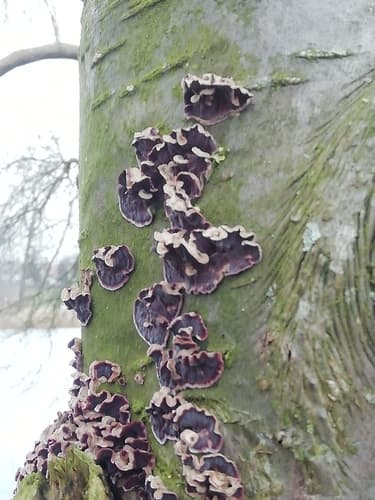 Chrząstkoskórnik purpurowy