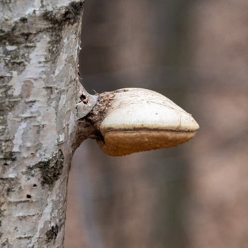 Białoporek brzozowy