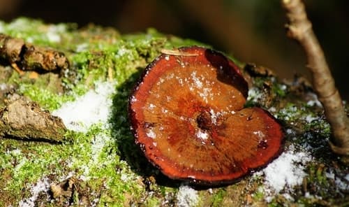 Gmatwica chropowata