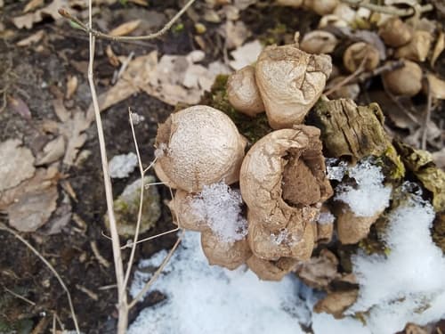 Apioperdon