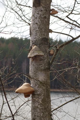 Białoporek brzozowy