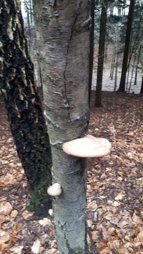 Białoporek brzozowy