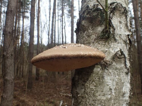 Białoporek brzozowy