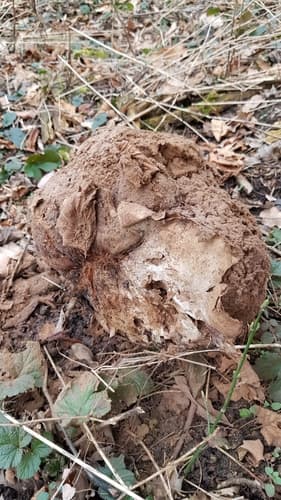 Czasznica olbrzymia