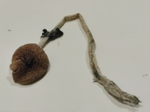 Psilocybe cubensis