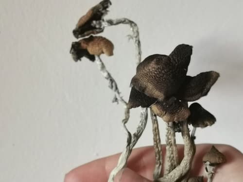 Psilocybe cubensis