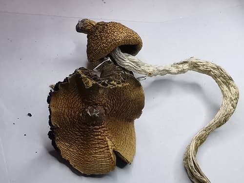 Psilocybe cubensis