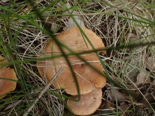 Pieczarkowce
