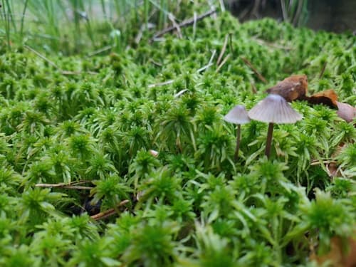 grzybówka chlorowonna
