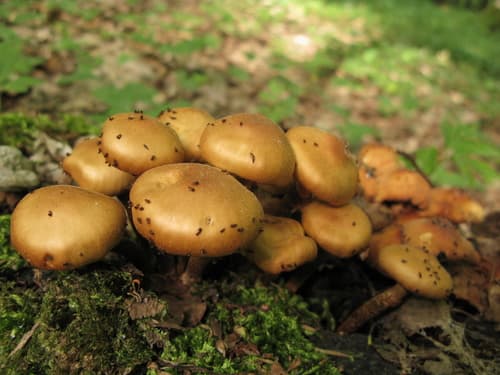 Łuskwiak zmienny