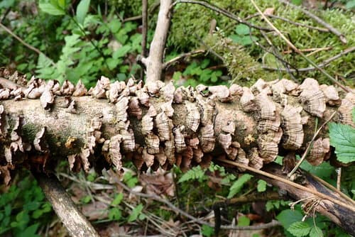 Niszczyk iglastodrzewny