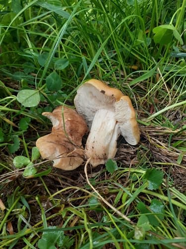 Gęśnica wiosenna