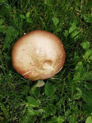 Pieczarka łąkowa