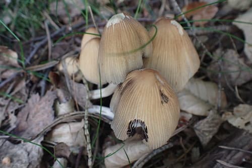 Coprinellus