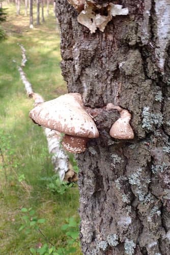 Białoporek brzozowy