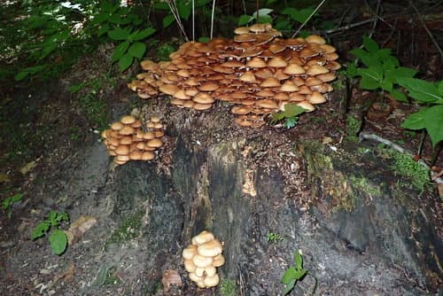 Kuehneromyces
