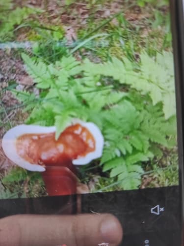 Ganoderma lucidum