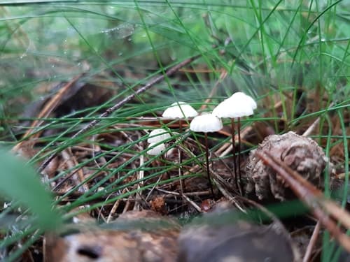 Marasmius