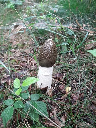 Sromotnik smrodliwy