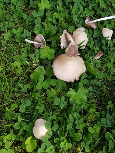 Kruchaweczka zaroślowa