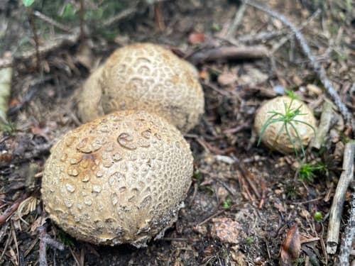 Tęgoskór cytrynowy