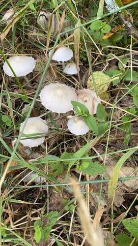 Agaricineae
