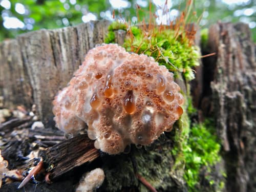 Fomitopsis pinicola