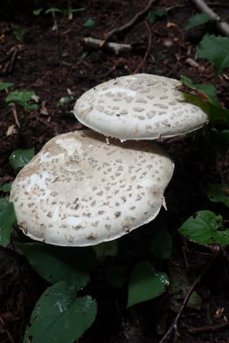 Muchomor szyszkowaty