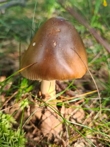 Vaginatae