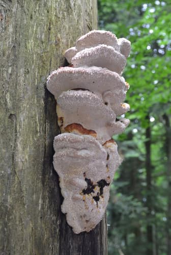 Żagwiowate