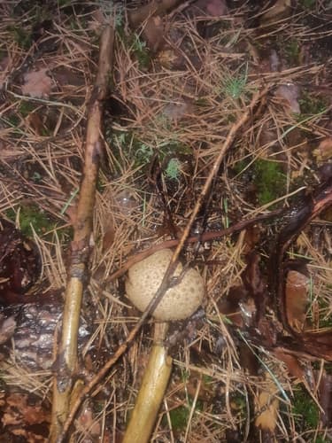 Tęgoskór cytrynowy