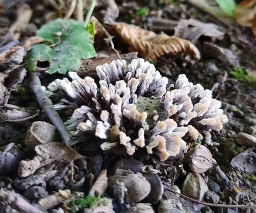Chropiatka cuchnąca