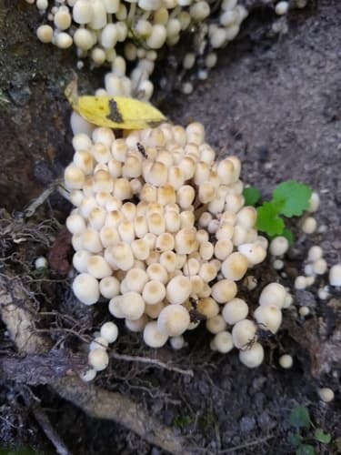 Coprinellus