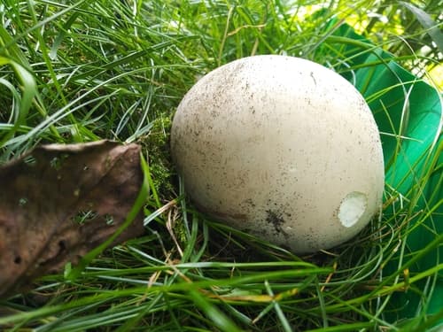 Czasznica olbrzymia