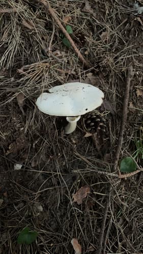 Pieczarkowce