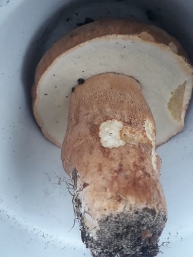 borowik usiatkowany
