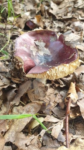 Gołąbek