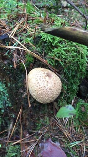 Tęgoskór cytrynowy
