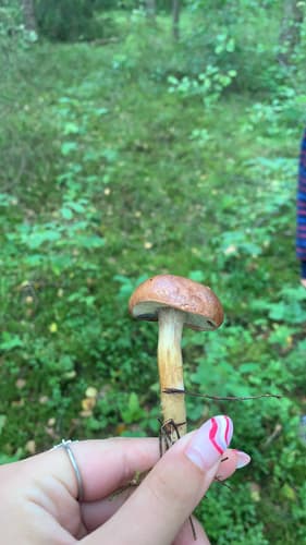 Podgrzybek brunatny