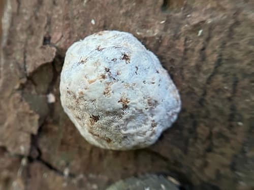 Perenniporia