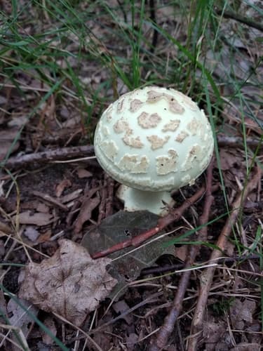 Muchomor cytrynowy
