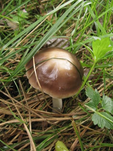 Pieczarkowce